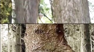 Funny Tree Shapes