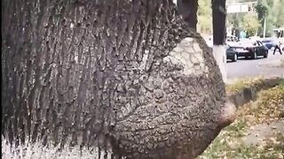 Funny Tree Shapes