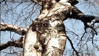 Funny Tree Shapes