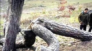Funny Tree Shapes