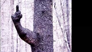 Funny Tree Shapes