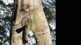 Funny Tree Shapes