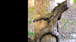 Funny Tree Shapes