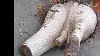 Funny Tree Shapes