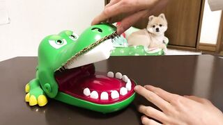 【閲覧注意】ワニに、チンコを噛まれてみた‼︎　 I got my Dick Bitten by a Crocodile. 【warning】（無修正）