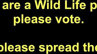Bring back the Cum to Wild Life RPG