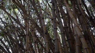 Phoenix Marie's Premium Favorite NAKED BITCH at the Park LEAKED