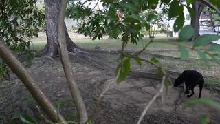 Phoenix Marie's Premium Favorite NAKED BITCH at the Park LEAKED