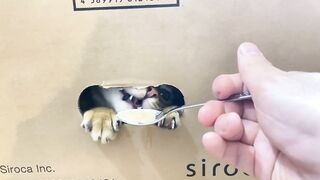 Pussy covets your things .... It can't resist licking your stuff. Finally, it sprays you.