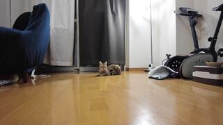 Cute Pussy wants to play with you and cries ... . A good Pussy who waits for you quietly.