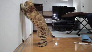 Cute Pussy wants to play with you and cries ... . A good Pussy who waits for you quietly.