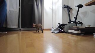 Cute Pussy wants to play with you and cries ... . A good Pussy who waits for you quietly.