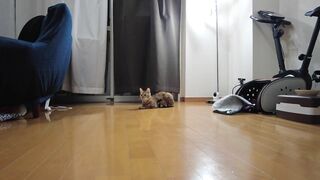 Cute Pussy wants to play with you and cries ... . A good Pussy who waits for you quietly.