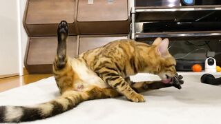 How to lick her Pussy