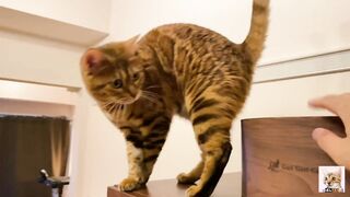 I peeked into her room and the stay at home kitty came up to me! Suddenly the intense pussy licking
