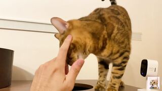 I peeked into her room and the stay at home kitty came up to me! Suddenly the intense pussy licking