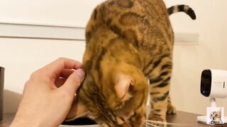 I peeked into her room and the stay at home kitty came up to me! Suddenly the intense pussy licking