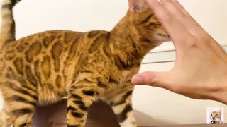 I peeked into her room and the stay at home kitty came up to me! Suddenly the intense pussy licking