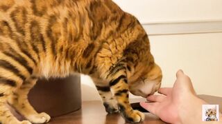 I peeked into her room and the stay at home kitty came up to me! Suddenly the intense pussy licking