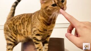 I peeked into her room and the stay at home kitty came up to me! Suddenly the intense pussy licking