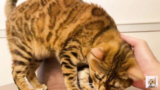 I peeked into her room and the stay at home kitty came up to me! Suddenly the intense pussy licking