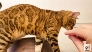I peeked into her room and the stay at home kitty came up to me! Suddenly the intense pussy licking