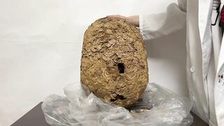 【伝説】スズメバチの巣でオナニーできるか検証してみた! オナニストたけ 変態 素人 勃起 無修正 潮吹き ザーメン 精液 手コキ 亀頭 我慢汁 ホモ まんこ クリ アナル 中出し トイレ 射精 種付け