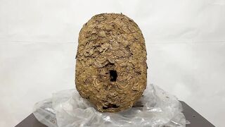 【伝説】スズメバチの巣でオナニーできるか検証してみた! オナニストたけ 変態 素人 勃起 無修正 潮吹き ザーメン 精液 手コキ 亀頭 我慢汁 ホモ まんこ クリ アナル 中出し トイレ 射精 種付け