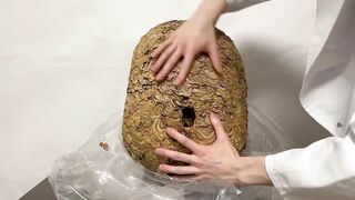 【伝説】スズメバチの巣でオナニーできるか検証してみた! オナニストたけ 変態 素人 勃起 無修正 潮吹き ザーメン 精液 手コキ 亀頭 我慢汁 ホモ まんこ クリ アナル 中出し トイレ 射精 種付け