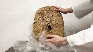【伝説】スズメバチの巣でオナニーできるか検証してみた! オナニストたけ 変態 素人 勃起 無修正 潮吹き ザーメン 精液 手コキ 亀頭 我慢汁 ホモ まんこ クリ アナル 中出し トイレ 射精 種付け