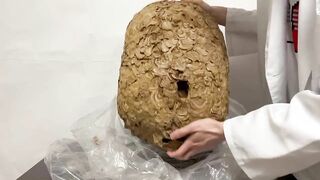 【伝説】スズメバチの巣でオナニーできるか検証してみた! オナニストたけ 変態 素人 勃起 無修正 潮吹き ザーメン 精液 手コキ 亀頭 我慢汁 ホモ まんこ クリ アナル 中出し トイレ 射精 種付け