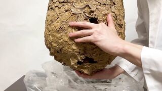 【伝説】スズメバチの巣でオナニーできるか検証してみた! オナニストたけ 変態 素人 勃起 無修正 潮吹き ザーメン 精液 手コキ 亀頭 我慢汁 ホモ まんこ クリ アナル 中出し トイレ 射精 種付け