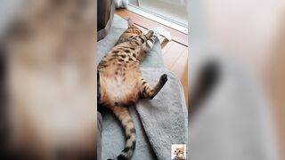 A beautiful kitty