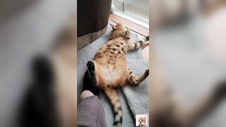 A beautiful kitty