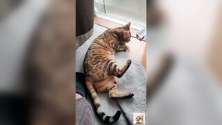 A beautiful kitty