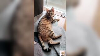 A beautiful kitty