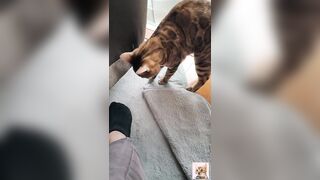 A beautiful kitty