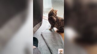 A beautiful kitty
