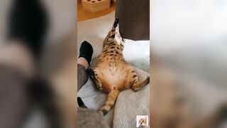 A beautiful kitty