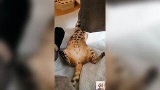 A beautiful kitty