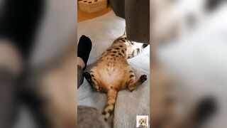 A beautiful kitty