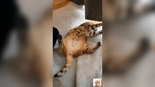 A beautiful kitty