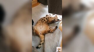 A beautiful kitty