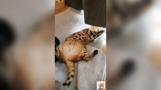 A beautiful kitty