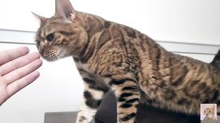 I peek into the room of the Pussy of my dreams, and suddenly the intense play starts ... . She was p