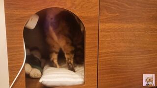 Playing in the furry kitty's bedroom .... Do you like pussy that lick you carefully?