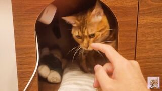 Playing in the furry kitty's bedroom .... Do you like pussy that lick you carefully?