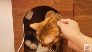 Playing in the furry kitty's bedroom .... Do you like pussy that lick you carefully?