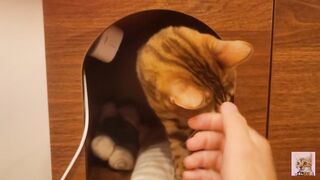 Playing in the furry kitty's bedroom .... Do you like pussy that lick you carefully?