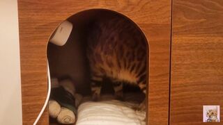 Playing in the furry kitty's bedroom .... Do you like pussy that lick you carefully?